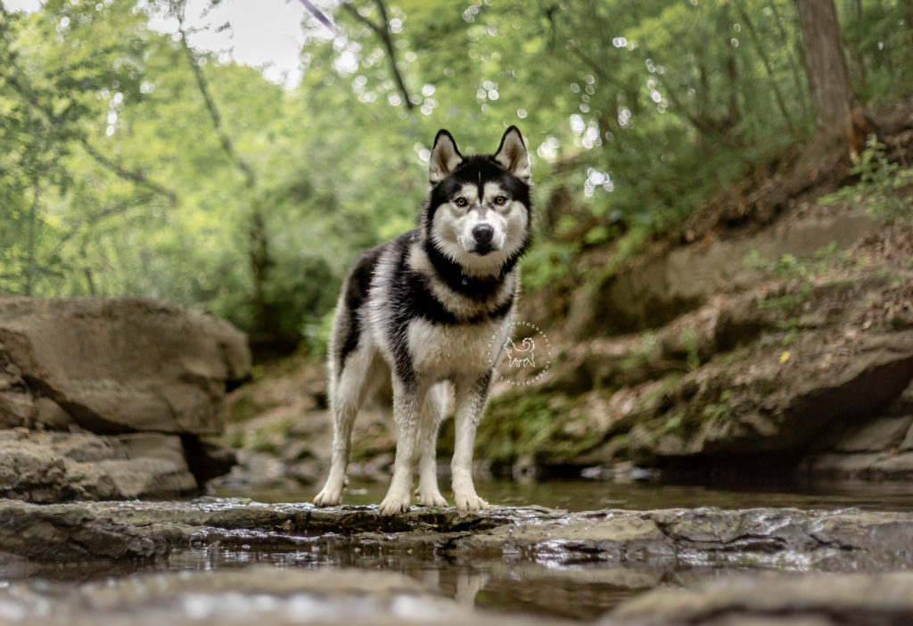 Loki the husky is standing in the water at Princess Louise Falls in Ottawa