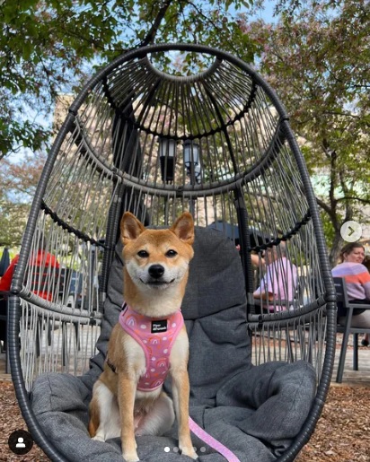 Harlo the shiba is sitting at the Tavern at the Gallery in Ottawa, Ontario