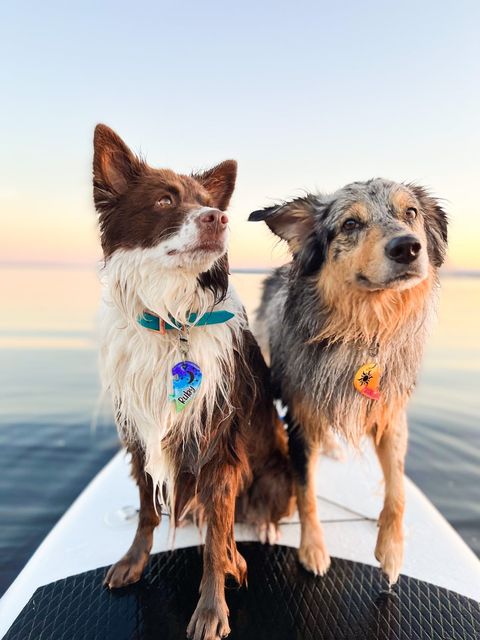 Zoe and Ruby from Pawfurfamily on Instagram, doing SUP with dogs in Ottawa, Canada