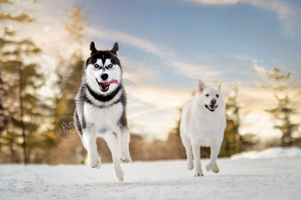 Two huskies are playing in the snow at the Mackenzie King Estate in Gatineau, Canada