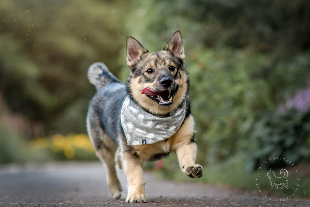 A Swedish valhund dog wearing a bandana is running in Ottawa, Ontario.