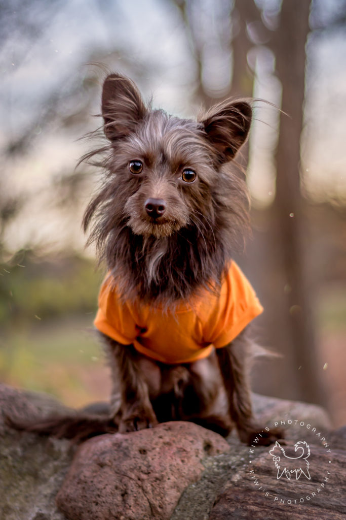 A chihuahua yorkie poodle mix wearing an orange shirt is sitting on some rocks at the Dominion Arboretum in Ottawa, Ontario.