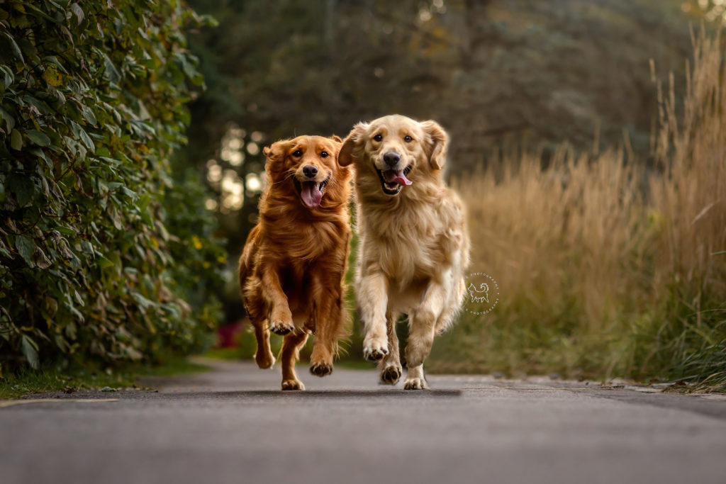 Two golden retrievers running in a park in Ottawa, Ontario. 