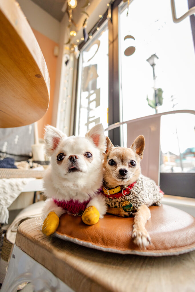 Ottawa dog-friendly coffee shop in Westboro