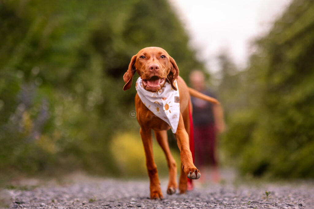 A vizsla puppy wearing a Pineapple Paws bandana is running in Ottawa, Canada.