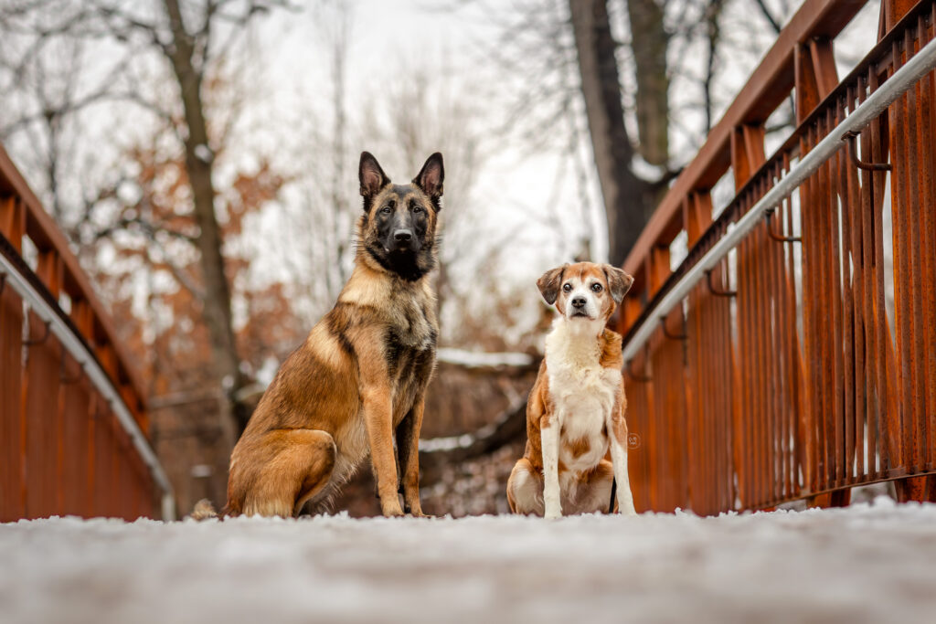 ottawa dog trainer, positive reinforcement