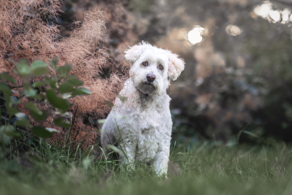 A white mixed rescue dog sitting at the Dominion Arboretum in Ottawa, Canada