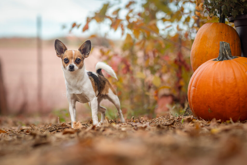 smooth coat chihuahua in Ottawa, Ontario, posing in front of pumpkins at Finnobi Forest, a private dog park located in Kinburn, Ontario.