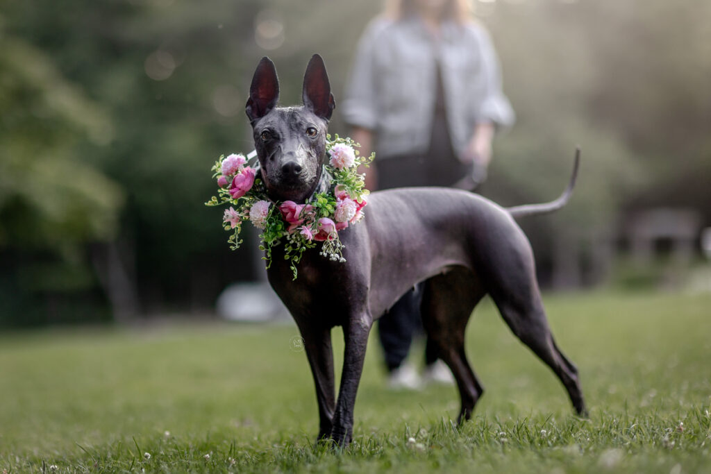 A Mexican hairless xolo dog with a pink dog flower collar is playing at the Mackenzie King Estate in Gatineau, Quebec.