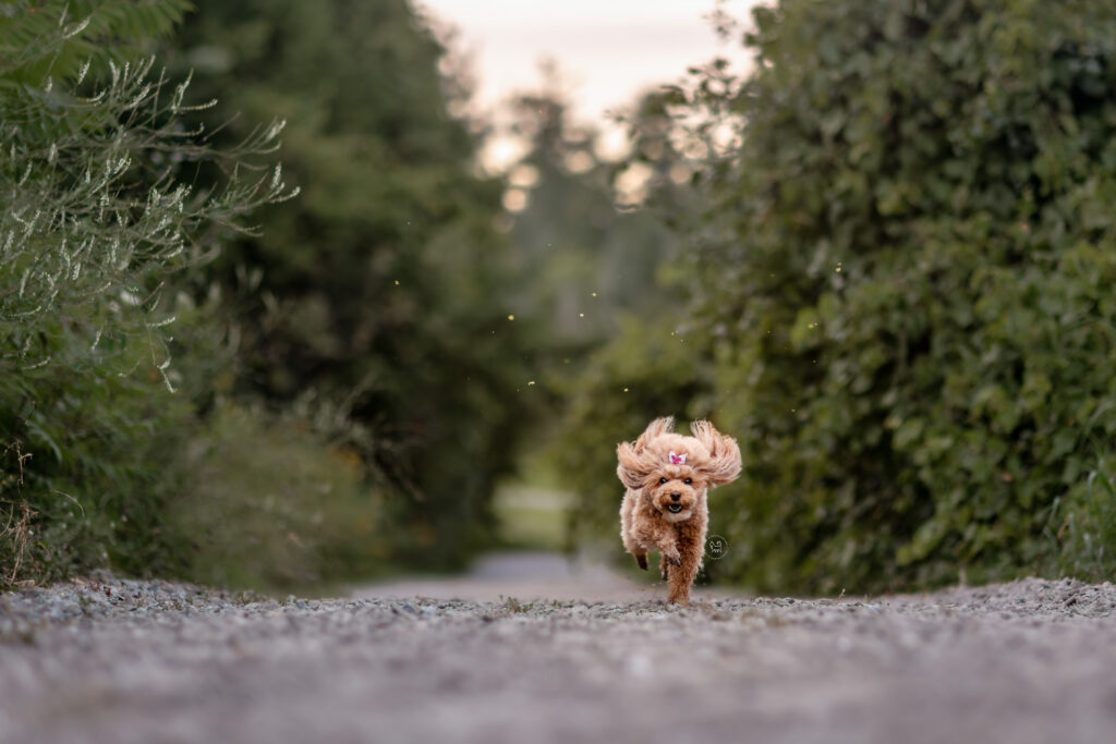 A red miniature toy poodle running in Ottawa, Canada