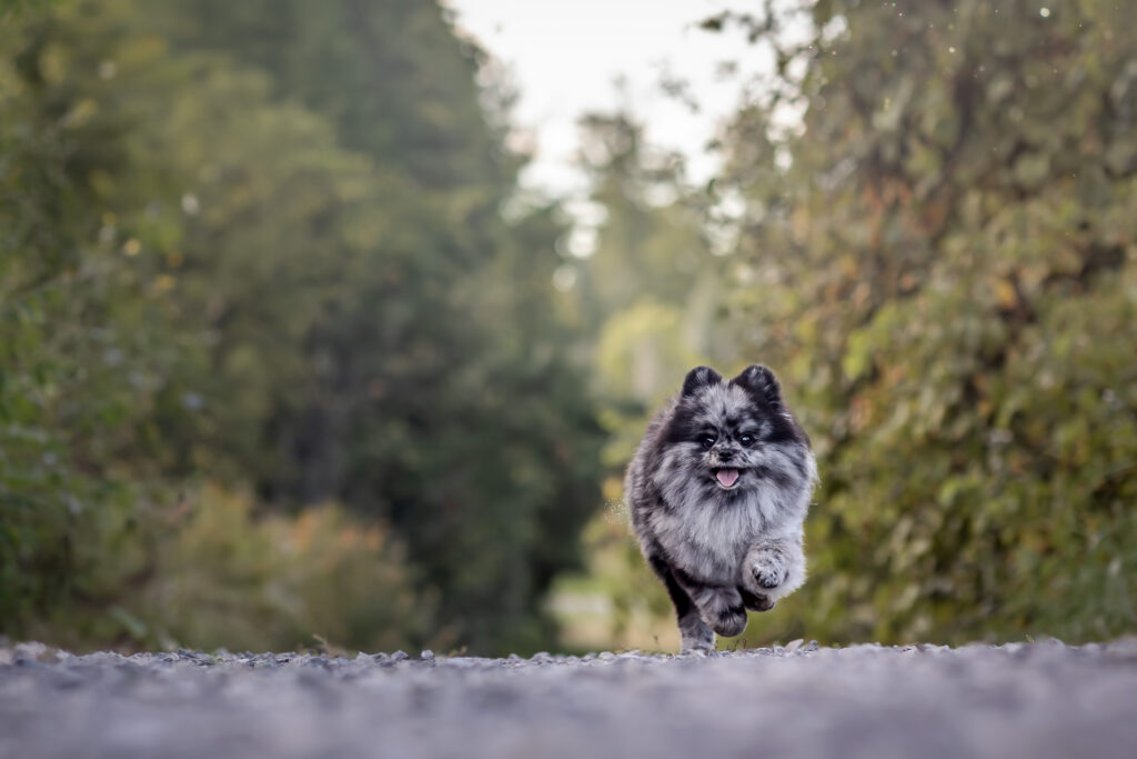 A merle pomeranian dog is running in Ottawa, Ontario.